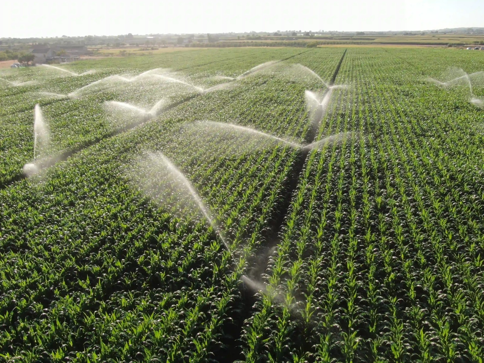 Sistema de irrigação por aspersão em operação sobre lavoura irrigada.